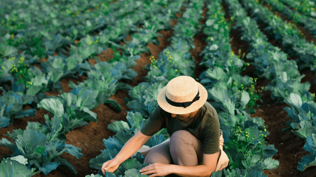 Picking vegetables