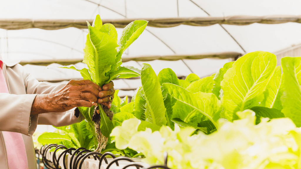 Benefits of Vertical Farming