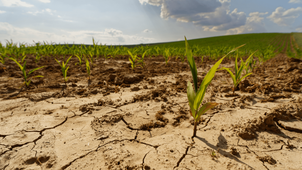 Drought on Farm field