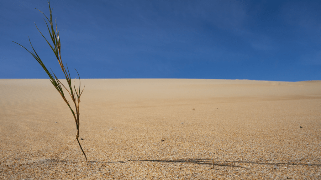 Key Traits of Climate-Resilient Crops
