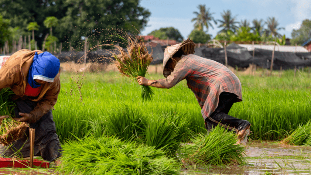 Climate Resilient Crops What You Need to Know About Future Farming Solutions