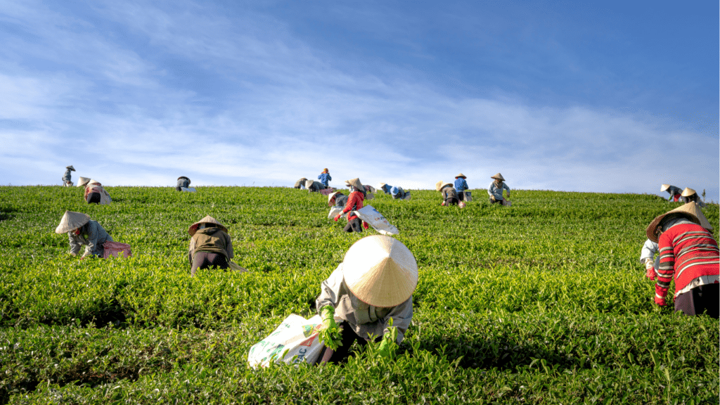 People harvesting in organic farm