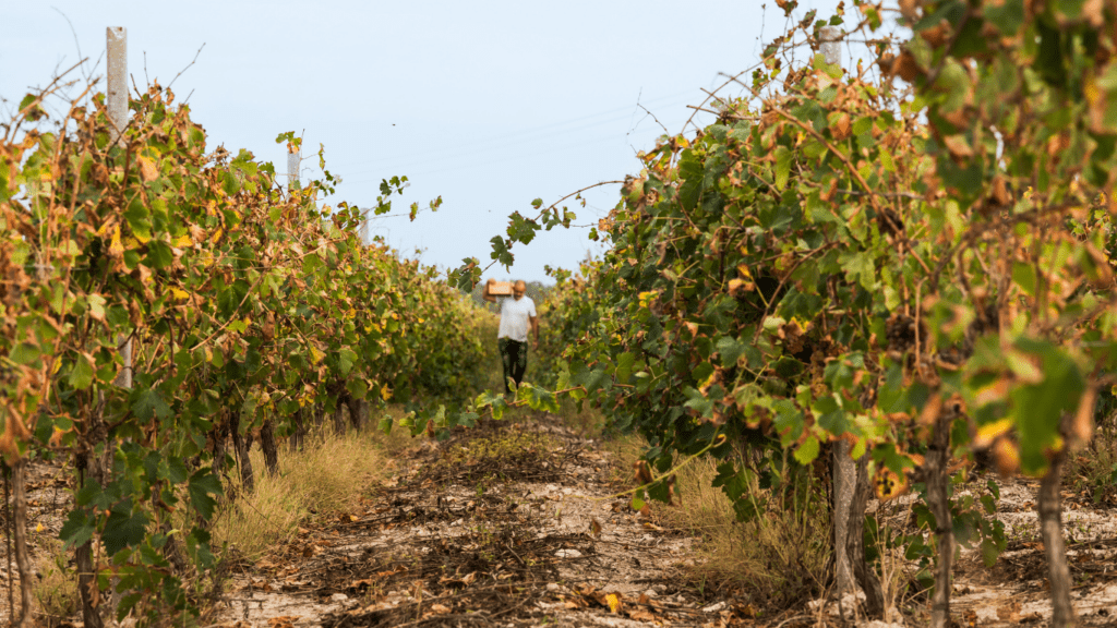 Effective Water Management Solutions for Drought Prone Farms Boost Your Crop Yields