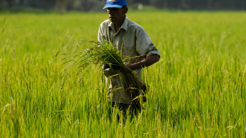 Farmer is on Rice Field