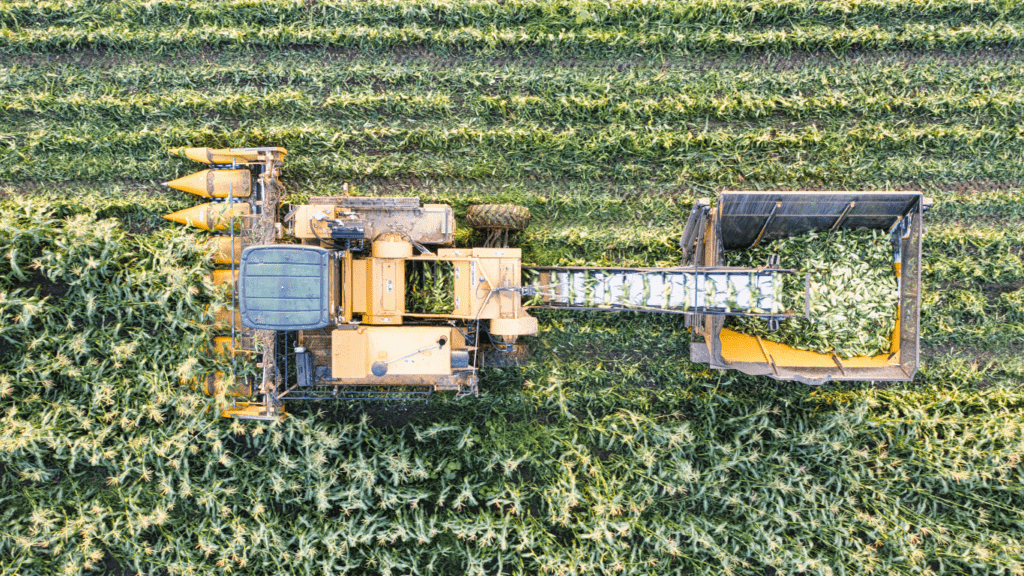 Harvesting Corn