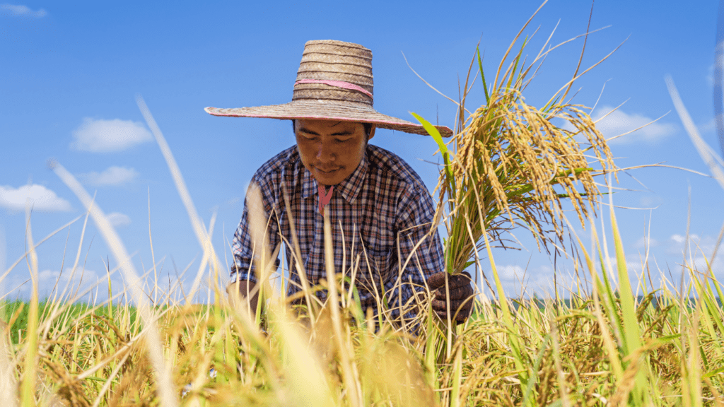 Harvesting rice