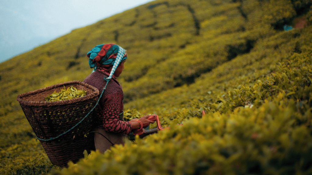 Harvesting tea leaves