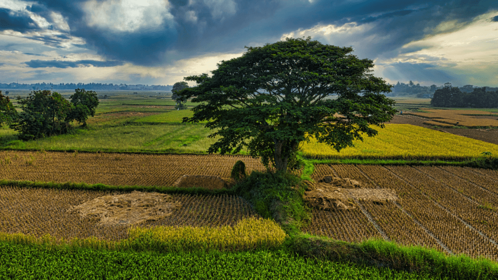 Climate Change is Impacting Crop Yields