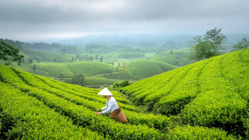 Farmer at tea plantation