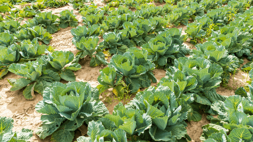 Cabbage Farm