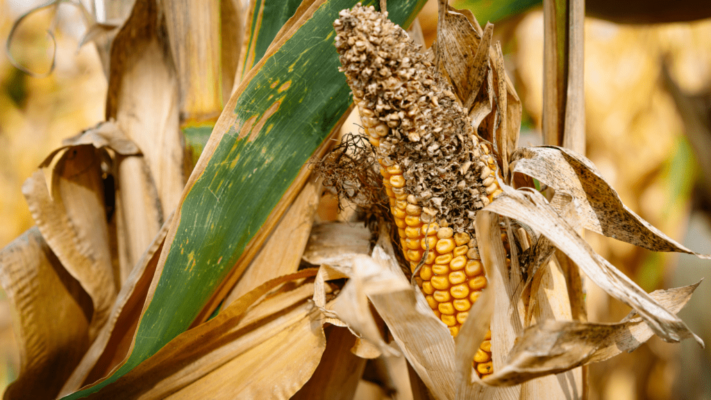 Corn crop dying