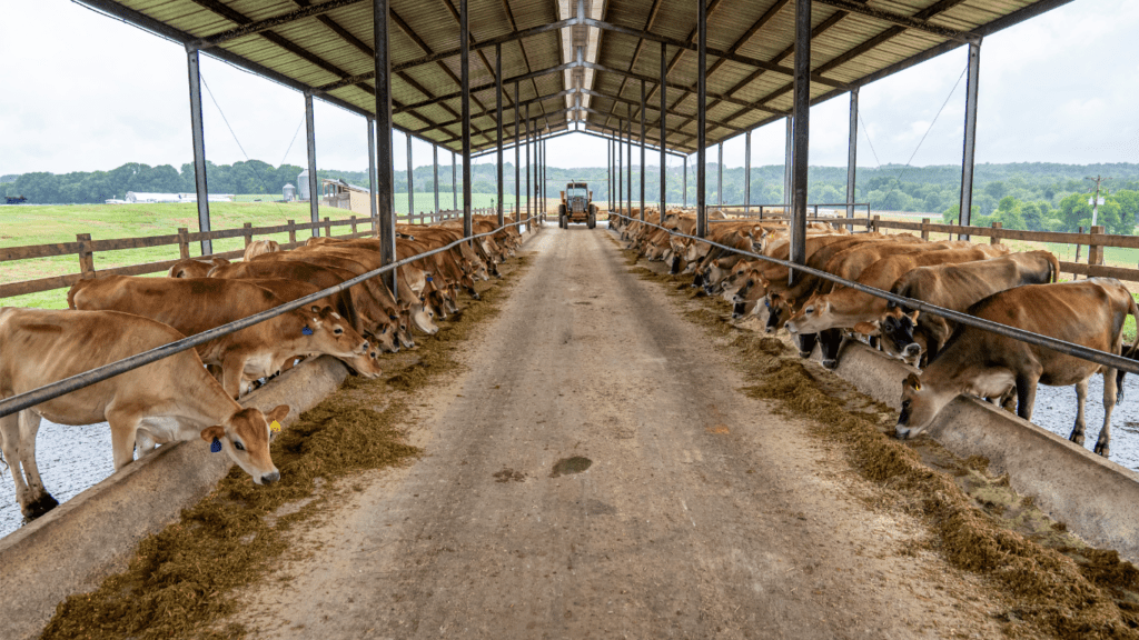 Cows in a Barn