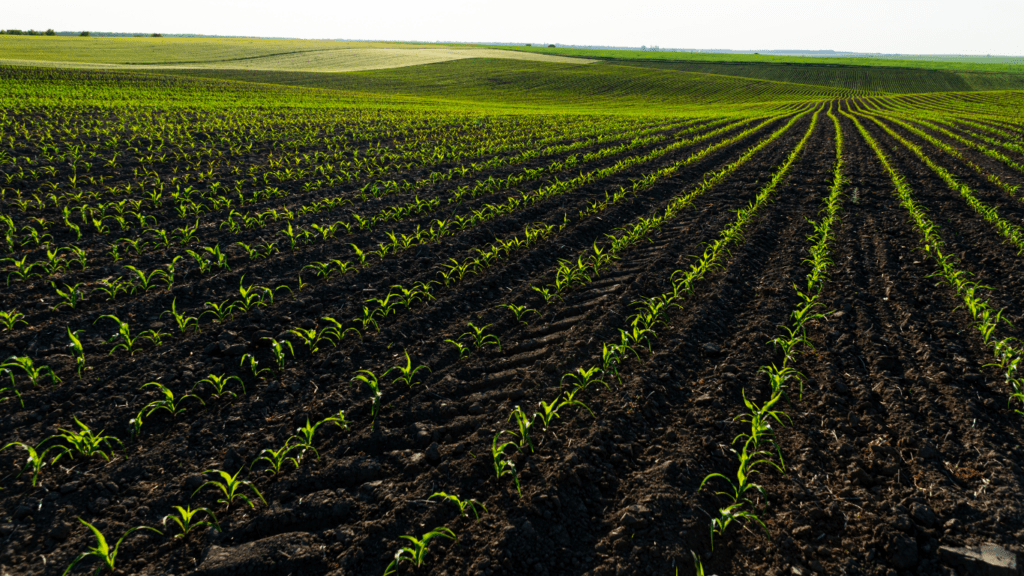 Corn Farm Field