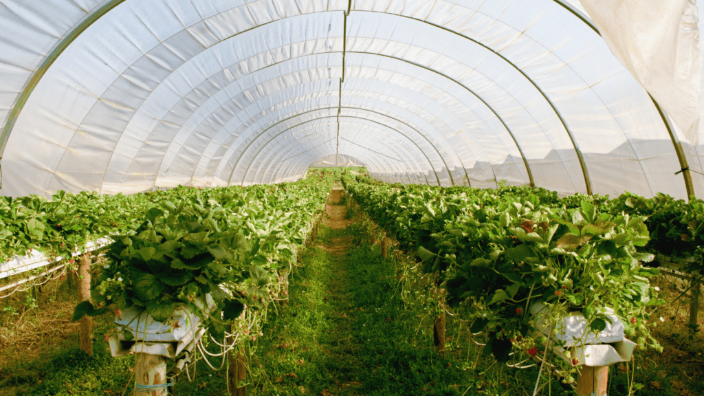 Vertical Farming