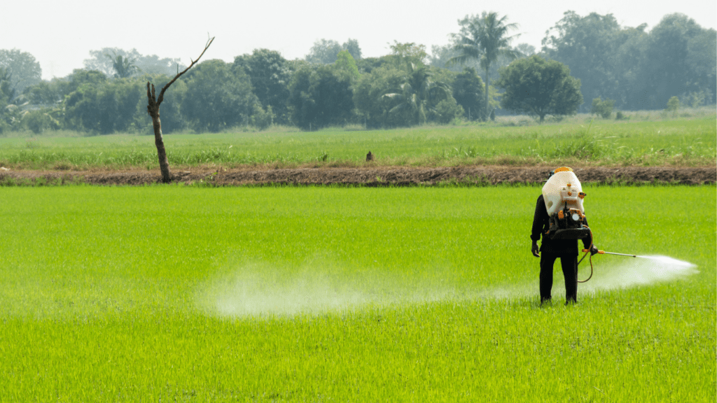 Spraying Pets control to the rice farm