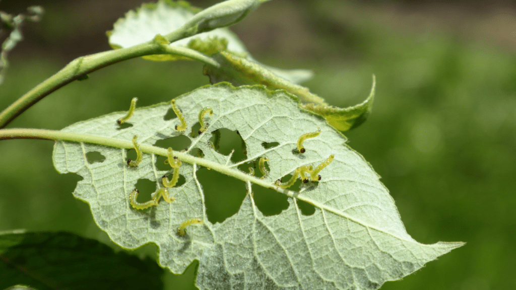 Changes in Pests and Disease Patterns