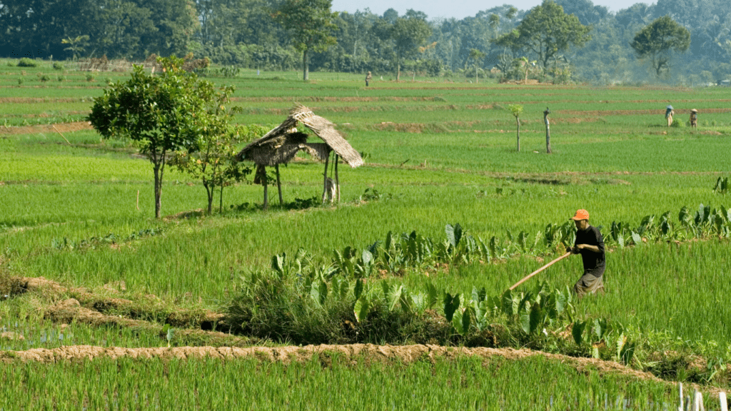 Rice Farm Field