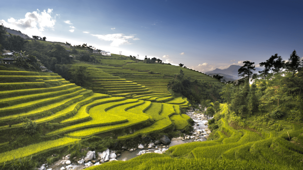 Rice Field with Irrigation