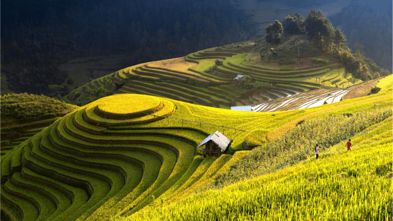 Rice Terraces View