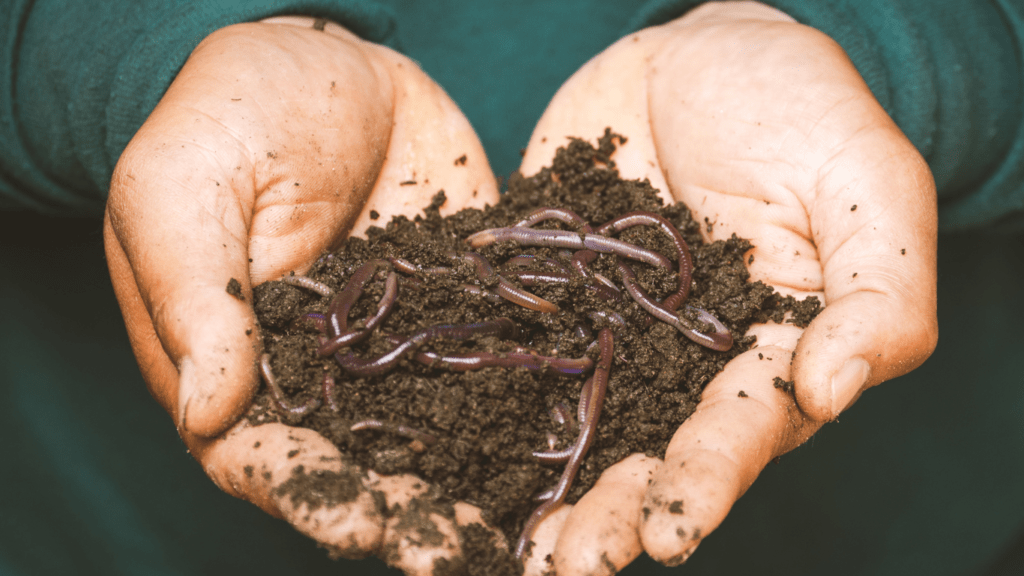 Soil Health and Biodiversity
