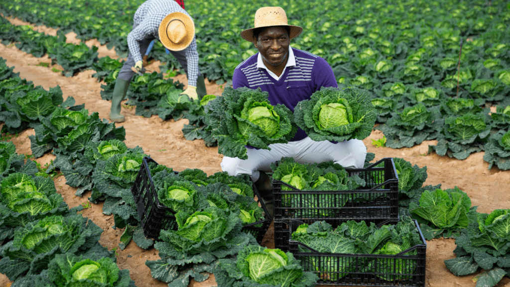 Cabbage Farm