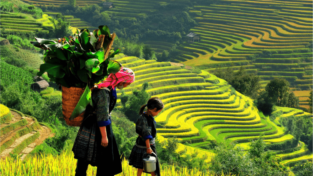 Rice Terraces