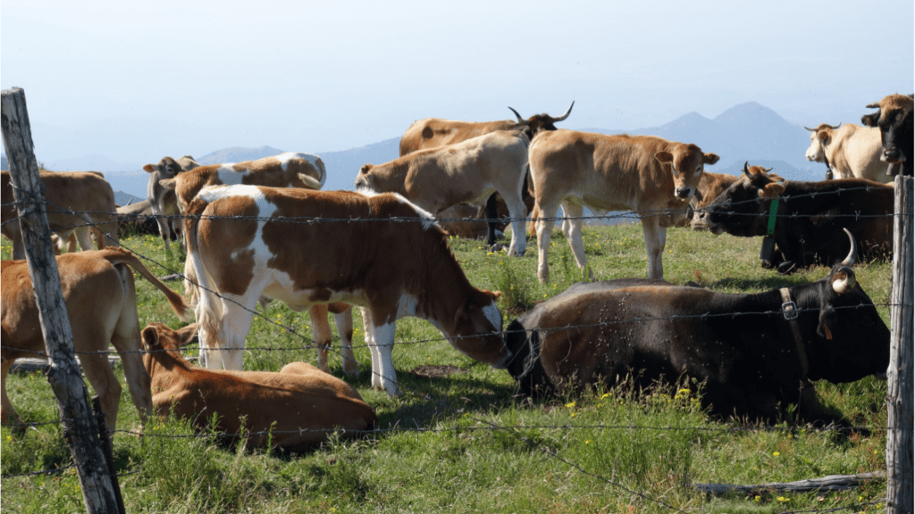 Sustainable Livestock