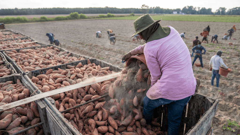 Sweet Potato Harvest