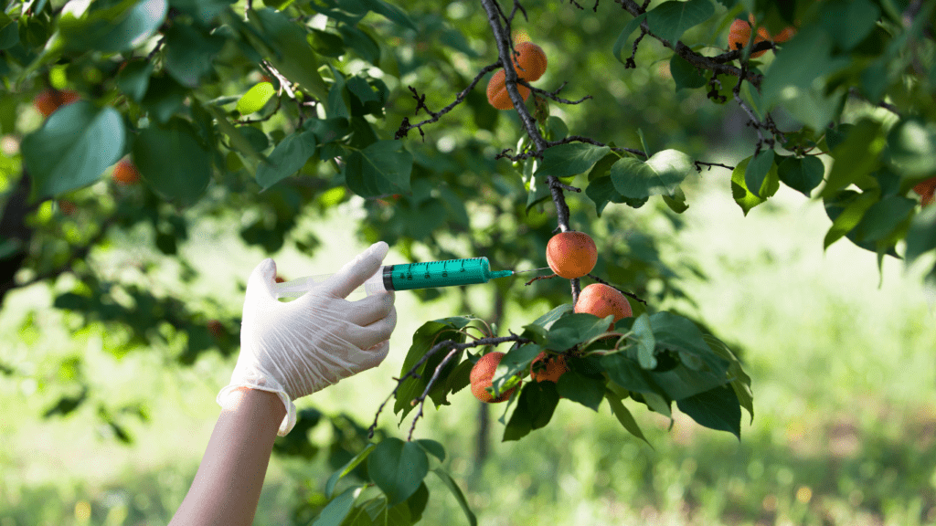 Injecting Apple fruits