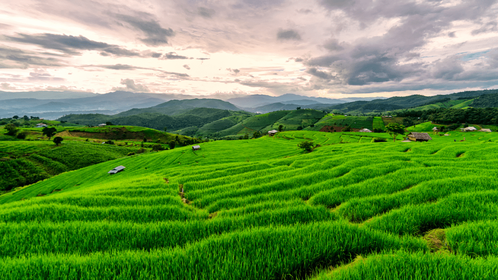 Farm Field