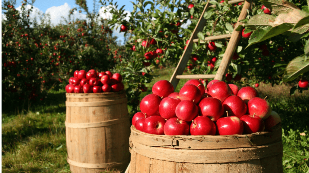 Harvesting Apple