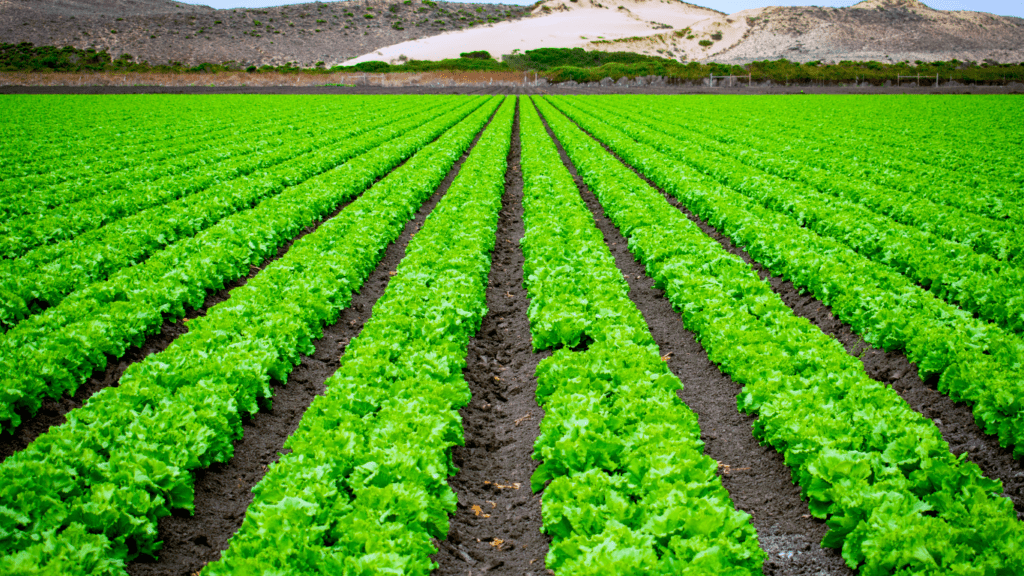 Top Carbon Sequestration Practices for Sustainable Farming: Boost Soil Health & Climate Benefits