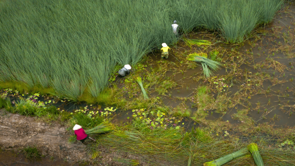 Farmer harvesting rice on field