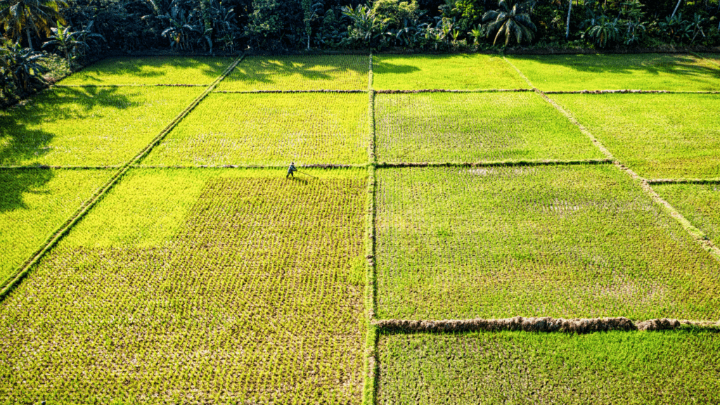 Crop field