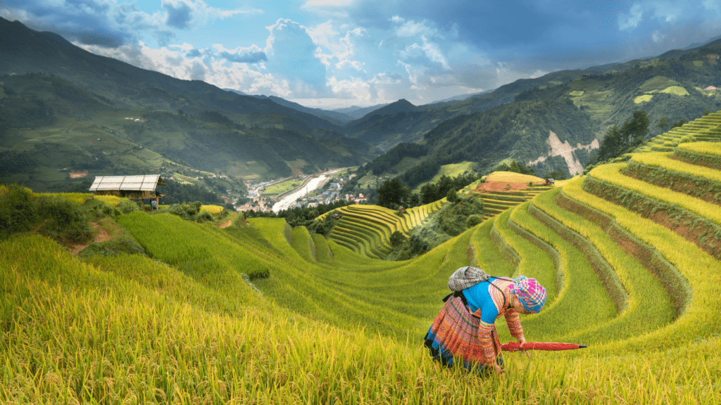 Rice Terraces