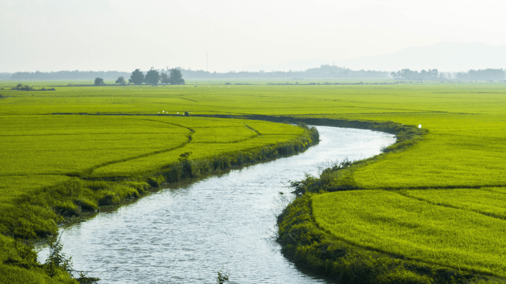 Water irrigation in Rice field