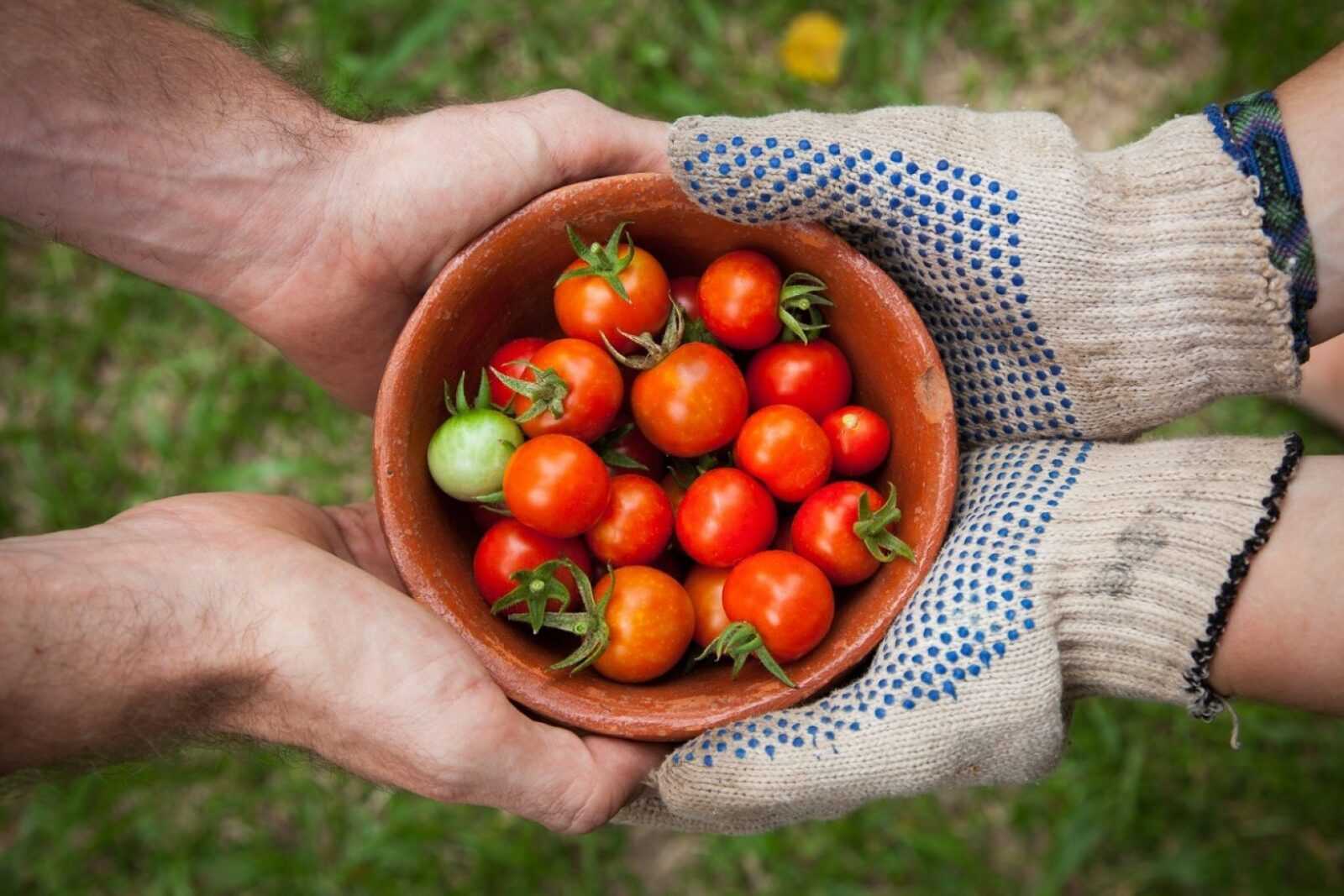 Harvest tomatoes web