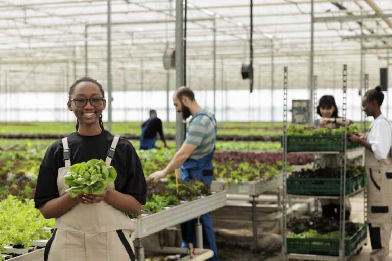 happy cheerful african american farm worker holding ripe organic fresh bio green lettuce from sustainable crop harvest grown environmentally conscious modern agriculture greenhouse