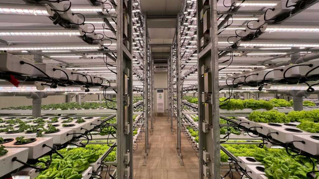 High-tech indoor hydroponic system for growing lettuce efficiently in a greenhouse setting.