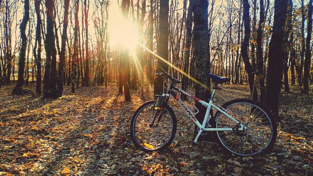A bicycle rests in a sunlit clearing of a serene autumn forest.