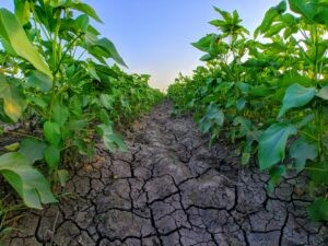 climate resilient crops