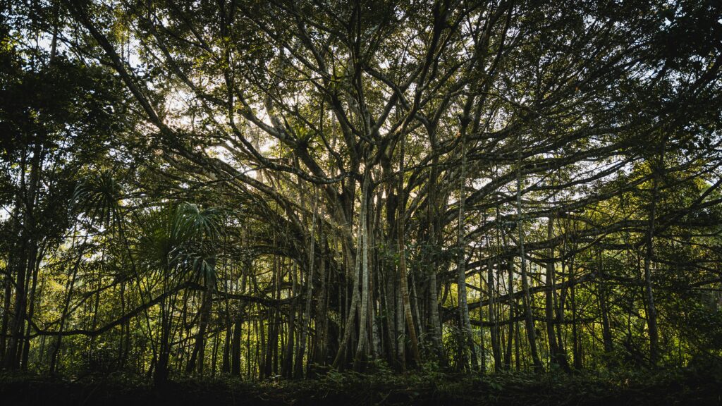 Vast banyan tree surrounded by lush growth in Rioja, Peru's rainforest.