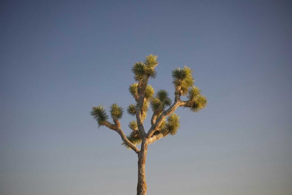 abhi dasari 99vvPmXWh g unsplash