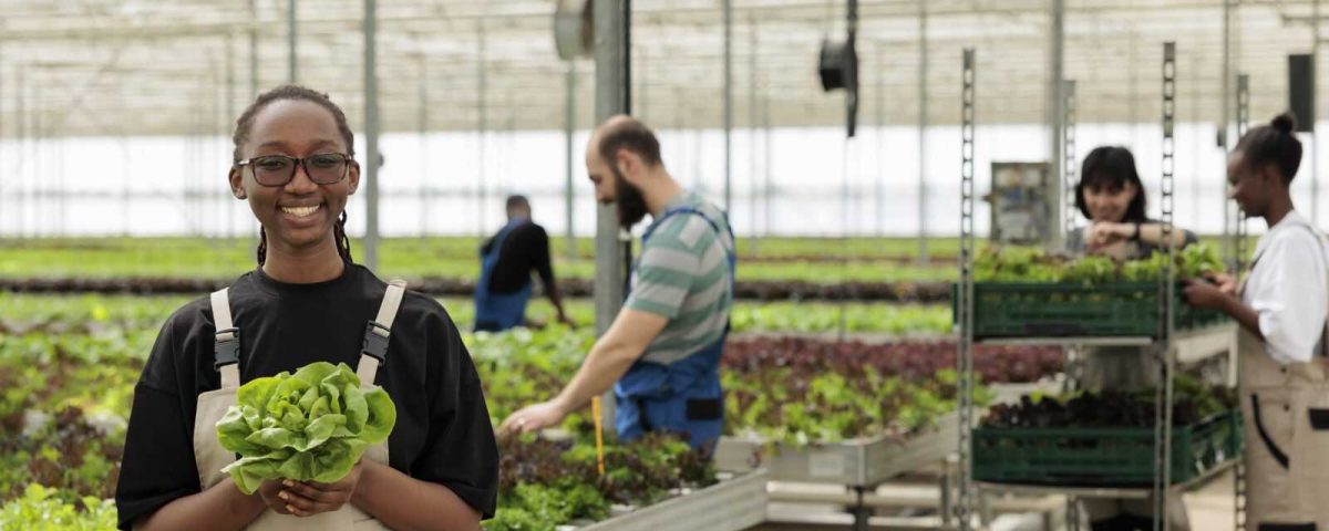 Happy cheerful african american farm worker holding ripe organic fresh bio green lettuce from sustainable crop harvest grown in environmentally conscious modern agriculture greenhouse